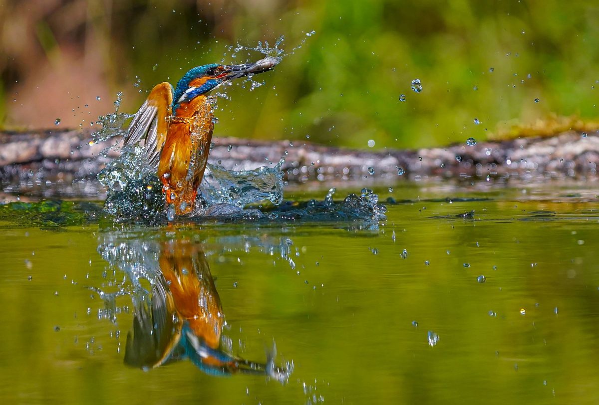 Kingfisher (Alcedo atthis) songbird factfile